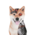 Artificial Inu (AI)