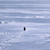 Nietzschean Penguin (PENGUIN)