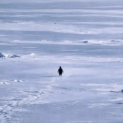 Nietzschean Penguin (PENGUIN)